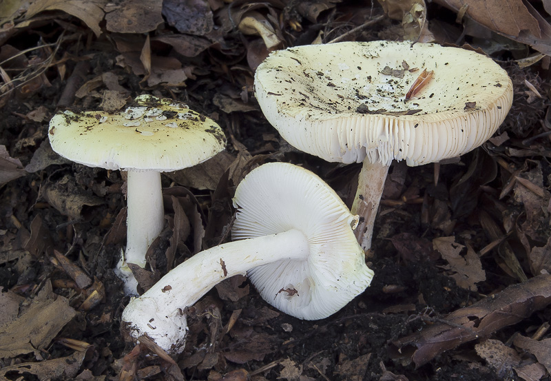 Amanita gemmata